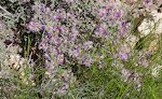 Blandt blomsterne langs stien er denne 'feather dalea', som også kaldes 'featherplume'.