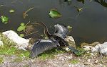 En anhinga (som stien er opkaldt efter) tørrer sine vinger. En anhinga (som stien er opkaldt efter) tørrer sine vinger.