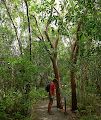 Et par gumbo limbo træer på stien med deres karakteristiske flossede bark. Et par gumbo limbo træer på stien med deres karakteristiske flossede bark.