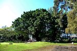 14. jan: Banyan træ i Liliuokulani Gardens i Hilo.