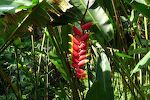 Det latinske navn for denne plante er 'heliconia rostrata', men den kaldes også for 'hanging lobster claw' eller 'false bird of paradise'.
