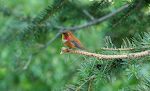 Der er flere slags kolibrier, og man skal være hurtig for at fotografere dem. Her er en af de mest farverige, vistnok en Rufous hummingbird. Der er flere slags kolibrier, og man skal være hurtig for at fotografere dem. Her er en af de mest farverige, vistnok en Rufous hummingbird.