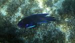 En anden flot fisk med sine lysende blå pletter er denne 'bluefin damselfish' (spansk: fula negra). En anden flot fisk med sine lysende blå pletter er denne 'bluefin damselfish' (spansk: fula negra).