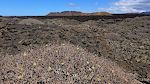 Der er faktisk liv i planterne i den gamle lava, selvom de ser døde ud. I baggrunden ses 'Islote de Halcones', som er et 'Monumento Natural'. Der er faktisk liv i planterne i den gamle lava, selvom de ser døde ud. I baggrunden ses 'Islote de Halcones', som er et 'Monumento Natural'.