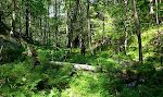 Vi forsøger at gå ned fra Havsåsen mod nord via en sti, som er svær at følge. Til sidst må vi give op og gå tilbage samme vej.