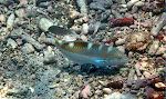 En 'puddingwife wrasse' i det tidlige stadie. En 'puddingwife wrasse' i det tidlige stadie.
