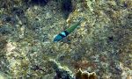 Det er svært at få et skarpt billede af en 'bluehead wrasse', da de konstant piler rundt. Det er svært at få et skarpt billede af en 'bluehead wrasse', da de konstant piler rundt.