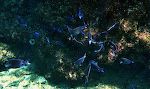 På den mørke baggrund ser det ud som om finnerne på denne flok af 'blue tangs' er selvlysende. På den mørke baggrund ser det ud som om finnerne på denne flok af 'blue tangs' er selvlysende.