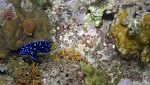 Til sidst lykkes det, men det blev lidt uskarpt. Det er en 'yellowtail damselfish' i den unge fase. Til sidst lykkes det, men det blev lidt uskarpt. Det er en 'yellowtail damselfish' i den unge fase.