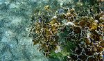 I denne klynge af 'blade fire coral' ses en lille blå fisk, som hele tiden er på farten, og derfor vanskelig at få et nærbillede af. I denne klynge af 'blade fire coral' ses en lille blå fisk, som hele tiden er på farten, og derfor vanskelig at få et nærbillede af.