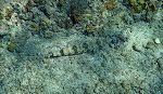 En 'sand diver', som kan ligge stille på bunden i lang tid. En 'sand diver', som kan ligge stille på bunden i lang tid.