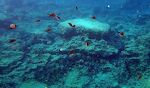 Jeg ser ikke ret mange fisk på min svømmetur i Green Bay, kun denne lille stime af 'chromis'. Jeg ser ikke ret mange fisk på min svømmetur i Green Bay, kun denne lille stime af 'chromis'.