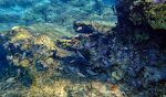Her ved det østlige hjørne af bugten ud mod havet er der som regel flest fisk. Her ser Gunhild en dag en kæmpestor skildpadde, men det er ellers sjældent at de kommer ind i bugten, får vi at vide. Her ved det østlige hjørne af bugten ud mod havet er der som regel flest fisk. Her ser Gunhild en dag en kæmpestor skildpadde, men det er ellers sjældent at de kommer ind i bugten, får vi at vide.