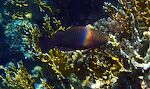 En anden slags papegøjefisk, formentligt en 'swarthy parrotfish'.