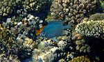 En 'pale damselfish' foran en 'sulphur damselfish'.
