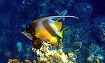 Nærbillede af en 'Red Sea bannerfish'.