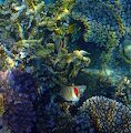 To 'Eritrean butterflyfish' mellem flotte koraller.