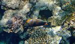 Her ses en flot 'orangespine unicornfish'. Den hører til familien af 'surgeonfish' og er almindelig i Det Røde Hav.
