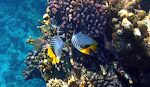 'Threadfin butterflyfish' er opkaldt efter den tråd, der hænger bag på rygfinnen. Som de fleste andre butterflyfish følges de ad som par.
