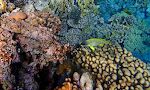 En 'blackspotted sweetlips' har vovet sig ud fra den hule i koralrevet, hvor de normalt gemmer sig.