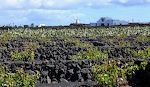 Vin- og kaktusmarker ved 'Jardín de Cactus' nær Guatiza.