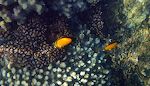 Nærbillede af to 'Arabian butterflyfish'.