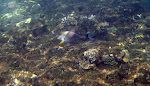 Disse flotte 'sohal surgeonfish' er der også mange af. De siges at være endemiske for det Røde Hav, men de findes altså også her.