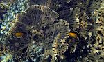 De gule fisk er der mange af. Det er de såkaldte 'Arabian butterflyfish' med det latinske navn 'Chaetodon melapterus'.