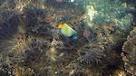 En flot 'emperor angelfish', som vi ikke har set før.