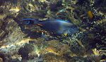 På vejen tilbage til båden får jeg taget det hidtil bedste billede af en 'sohal surgeonfish'.